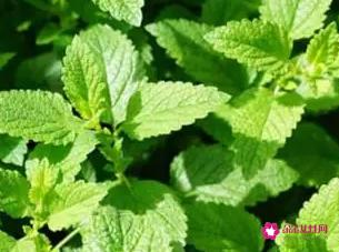 薄荷的功效与作用图片