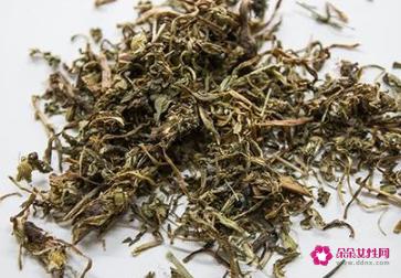 哪些人不适合喝蒲公英茶