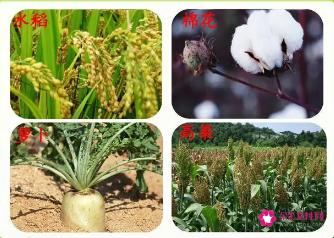 农作物分类名称