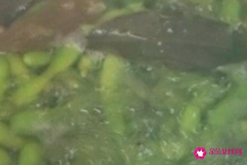毛豆怎么做好吃 大厨教你煮毛豆