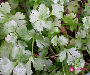 中药芫荽的别名