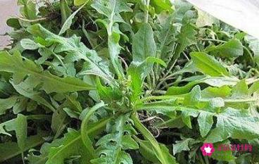 荠菜的营养价值和功效
