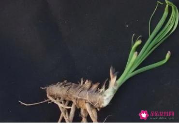 知母的功效与作用
