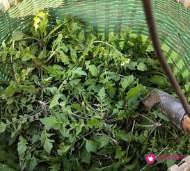 荠菜怎么吃最好吃