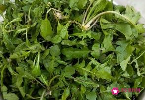 荠菜怎么吃最好吃