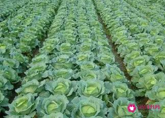 新品种蔬菜种类