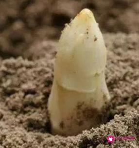 新品种蔬菜种类