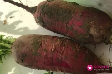 新品种蔬菜种类