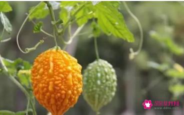 新品种蔬菜种类