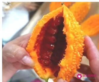 新品种蔬菜种类