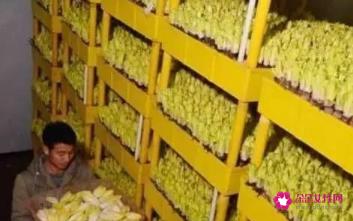 新品种蔬菜种类