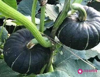 新品种蔬菜种类