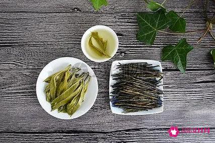 苦丁茶的功效与作用