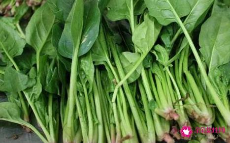 菠菜的营养价值和功效