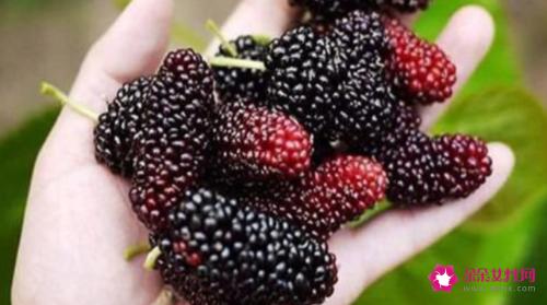 马桑果和桑果的区别