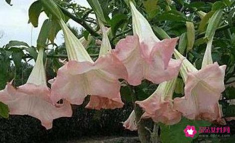 世界上最致命的九种食物排行榜