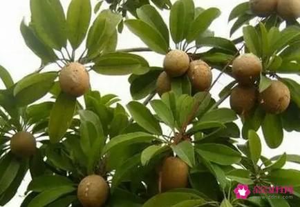 人心果有哪些功效与作用