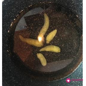 白萝卜怎么腌制好吃又脆