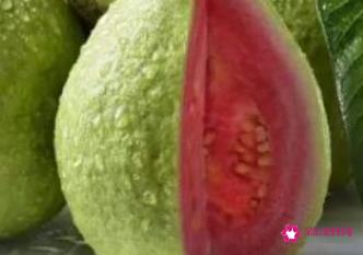 番石榴的功效与作用点