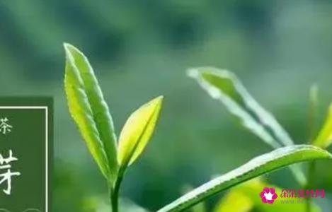 活过百岁长寿只需一种茶