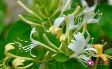 夏天吃什么食物降火