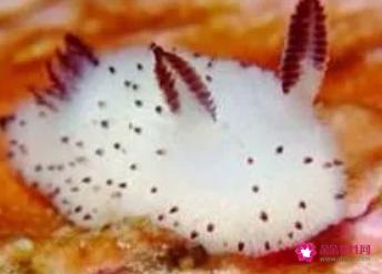 海兔的功效与作用