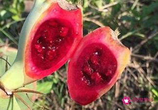 仙人掌果的功效与作用怎么吃