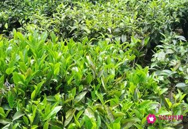 中国十大名茶