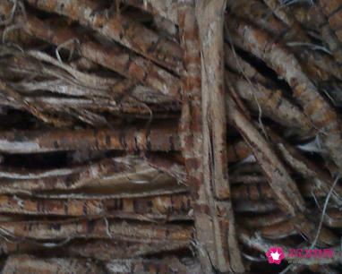 桑树根的作用与功效