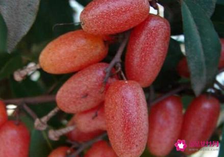 41种不常见的水果(图)