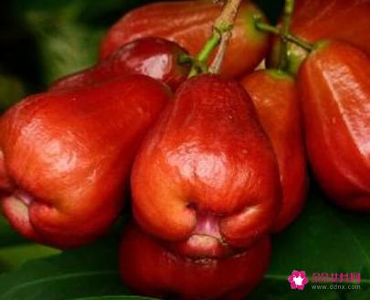41种不常见的水果(图)