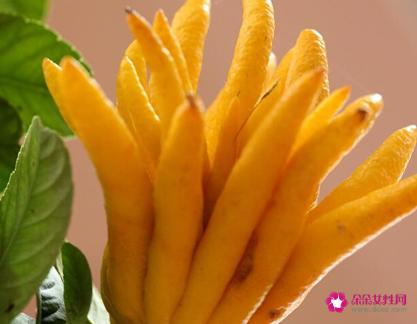 41种不常见的水果(图)