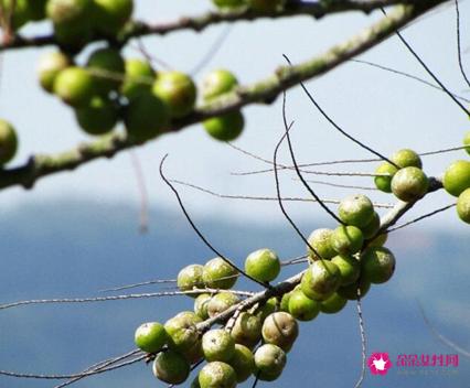 41种不常见的水果(图)