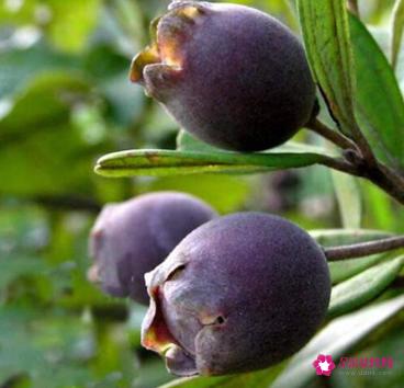 41种不常见的水果(图)