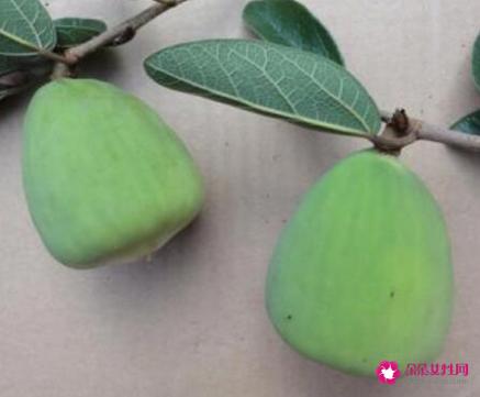 41种不常见的水果(图)