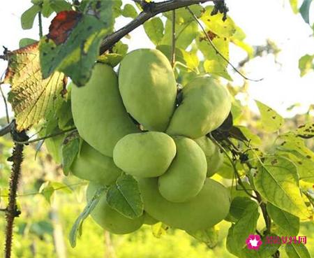 41种不常见的水果(图)