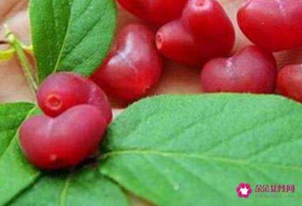 41种不常见的水果(图)