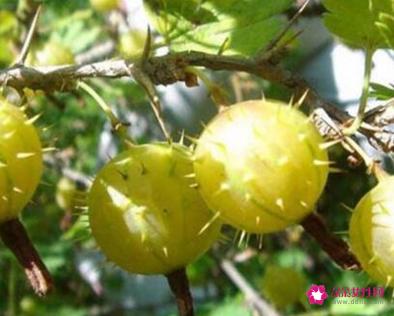 41种不常见的水果(图)