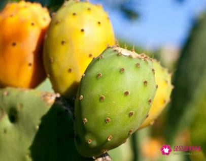 41种不常见的水果(图)