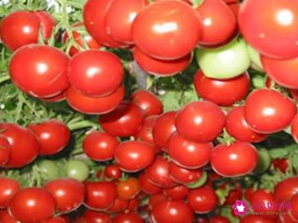 41种不常见的水果(图)