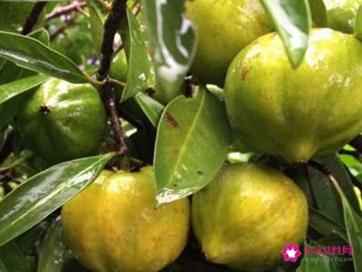 41种不常见的水果(图)