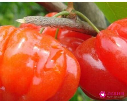 41种不常见的水果(图)