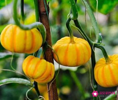 41种不常见的水果(图)