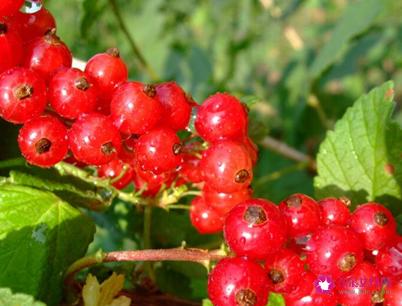 41种不常见的水果(图)