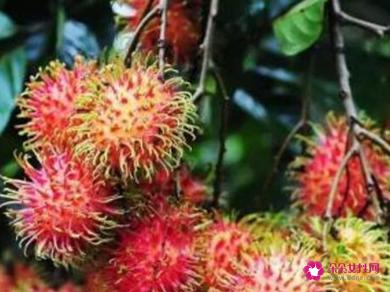 41种不常见的水果(图)