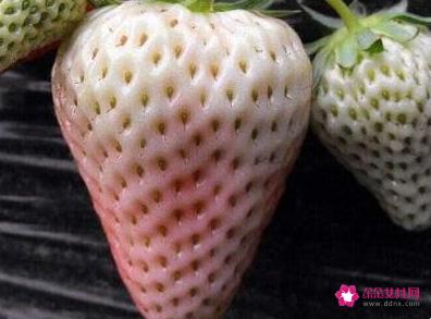 41种不常见的水果(图)