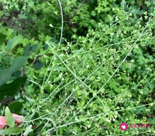 常见的野菜有哪些