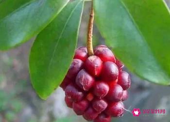 五味子的功效与主治