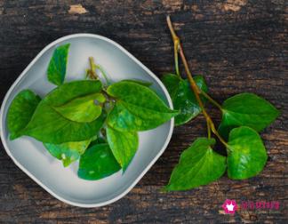 新鲜车前草的功效与作用及食用方法