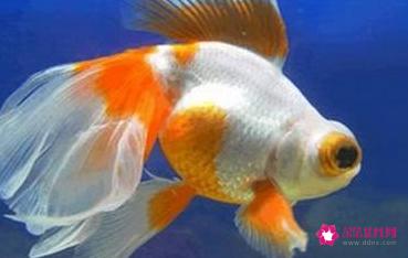 普通小鱼吃什么